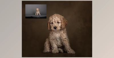 Sweet Soul Studio Fine Art Painterly Pets Collection