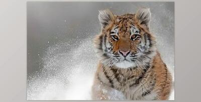 Topaz Photo AI v4.0.2 (Win, Mac-v4.0.2)