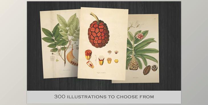 300 Vintage Botanical Illustrations (JPG)