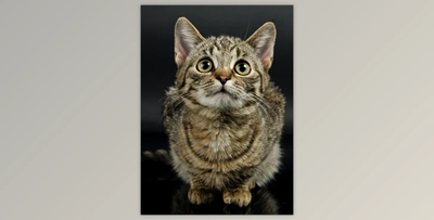 Old Canvas Painting – Photoshop Action By ethanfx