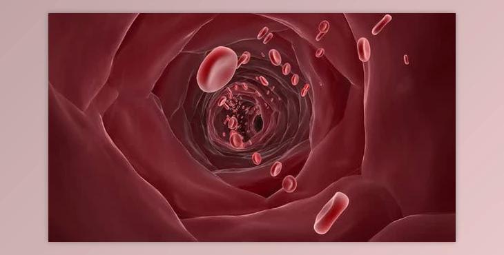 red blood cells in blood vessels (Videohive 43159031)