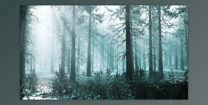 Winter Foggy Beech and Spruce Forest Scene (Videohive 47581102)