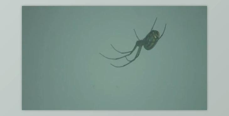 close up of spider hanging (Videohive 47079102)