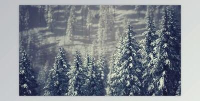 Winter Snow Covered Cone Trees on Mountainside (Videohive 47581723)