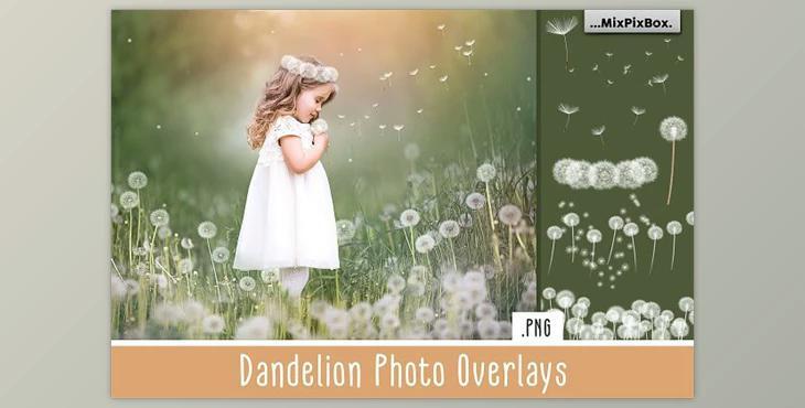 Dandelion Overlays CreativeMarket - 5219806