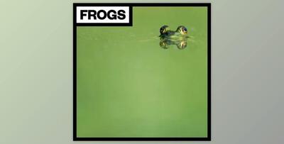 Big Room Sound Frogs