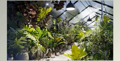 Globe Plants – Bundle 30 – Interior Pot Plants