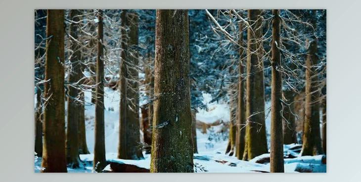 Winter Calm Forest at Sunny Day (Videohive 47581214)