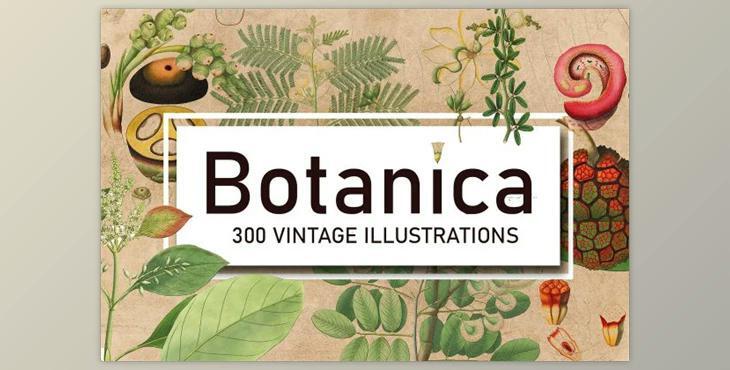 300 Vintage Botanical Illustrations (JPG)