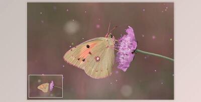 5K Magic Fireflies Vol. 2