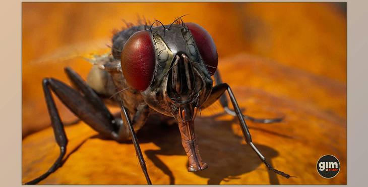 Unreal Engine - Characters Animalia - Housefly (Engine version 4.24-4.27, 5.0-5.2)