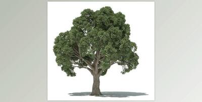 3dquakers – C4D Forester v1.52 (R19-R25-S22,S24)