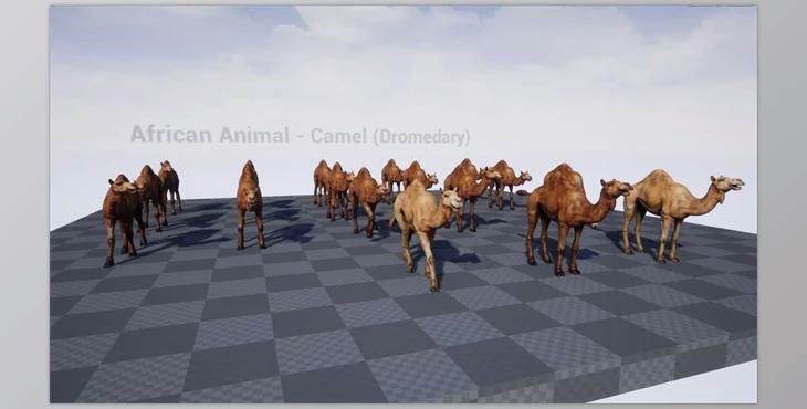 Unreal Engine - African Animal – Camel (Dromedary) v4.27